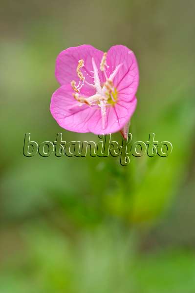 489029 - Pink evening primrose (Oenothera rosea)