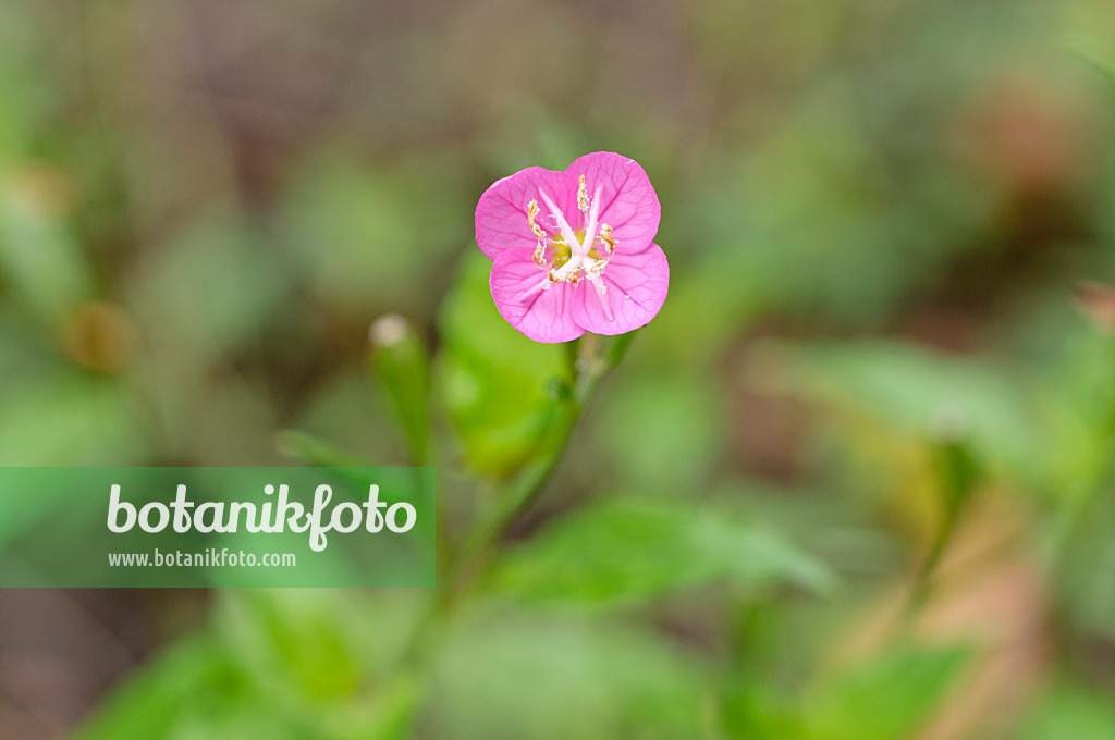 489030 - Pink evening primrose (Oenothera rosea)