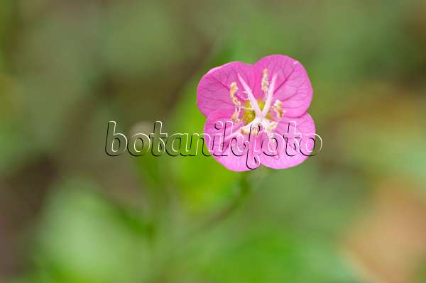 489031 - Pink evening primrose (Oenothera rosea)