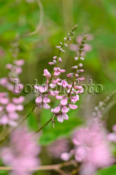 521520 - Pink-flower indigo (Indigofera amblyantha)
