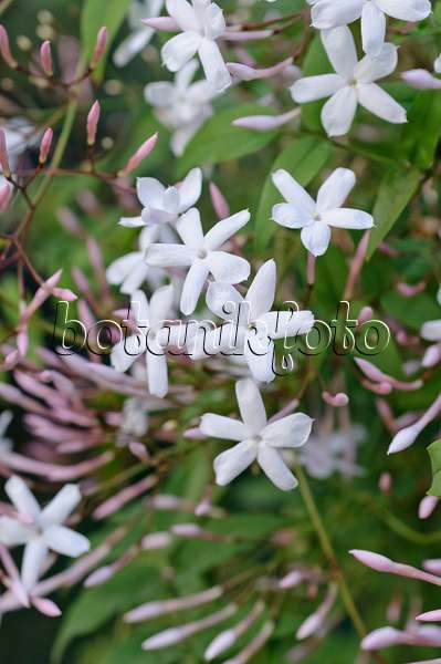 482033 - Pink jasmine (Jasminum polyanthum)