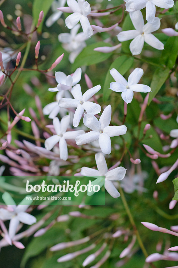 482033 - Pink jasmine (Jasminum polyanthum)