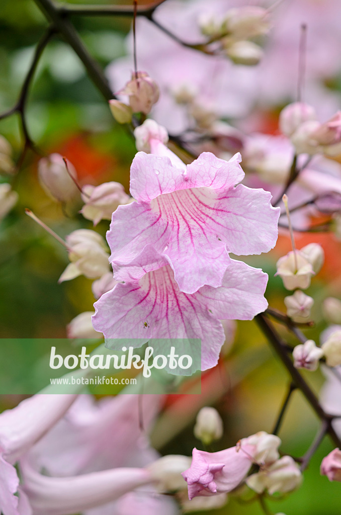 535123 - Pink trumpet vine (Podranea ricasoliana)