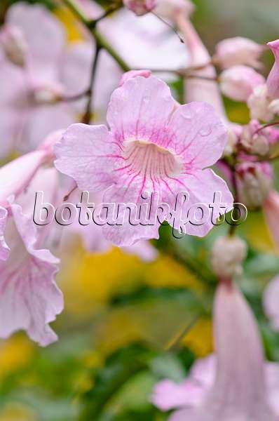 535124 - Pink trumpet vine (Podranea ricasoliana)
