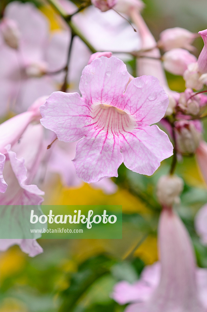 535124 - Pink trumpet vine (Podranea ricasoliana)