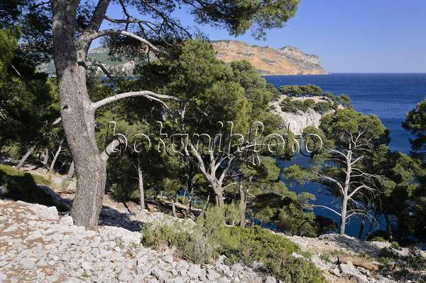 533191 - Pins blancs de Provence (Pinus halepensis) à  la calanque de Port-Miou, parc national des Calanques, France