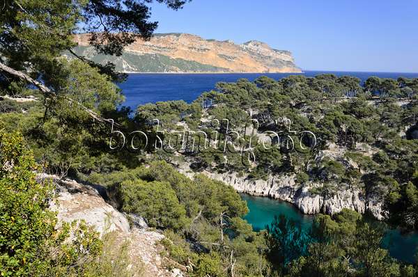 533192 - Pins blancs de Provence (Pinus halepensis) à  la calanque de Port-Pin, parc national des Calanques, France