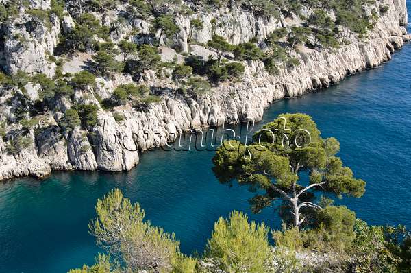 533194 - Pins blancs de Provence (Pinus halepensis) à  la calanque de Port-Pin, parc national des Calanques, France