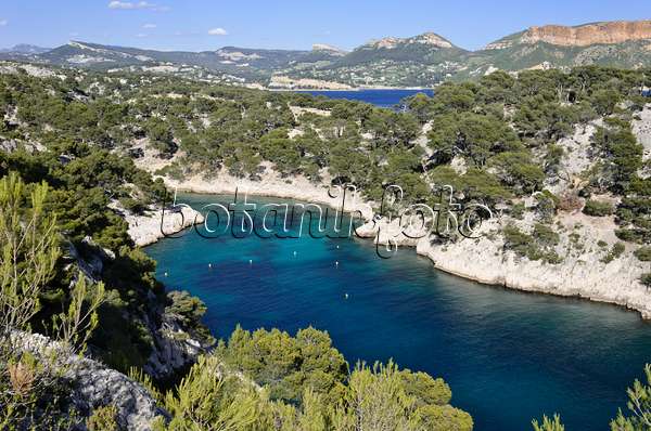 533195 - Pins blancs de Provence (Pinus halepensis) à  la calanque de Port-Pin, parc national des Calanques, France