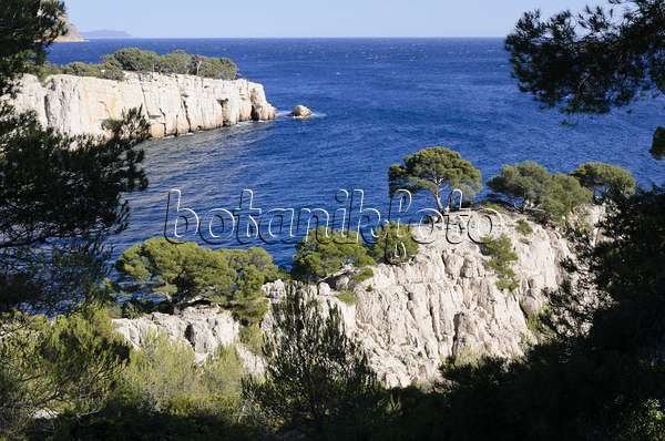 533196 - Pins blancs de Provence (Pinus halepensis) à  la calanque de Port-Pin, parc national des Calanques, France