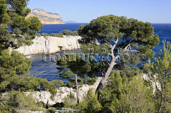 533198 - Pins blancs de Provence (Pinus halepensis) à  la calanque de Port-Pin, parc national des Calanques, France