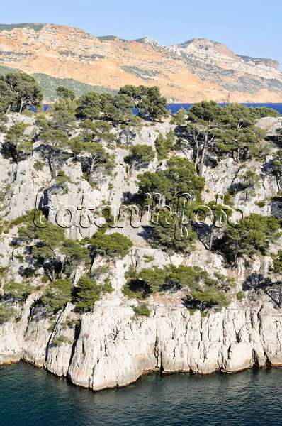 533200 - Pins blancs de Provence (Pinus halepensis) à  la calanque de Port-Pin, parc national des Calanques, France