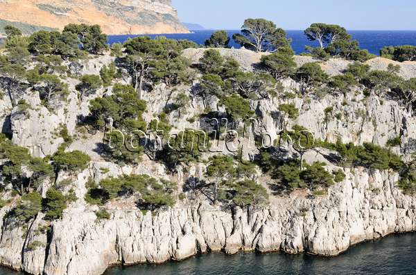 533201 - Pins blancs de Provence (Pinus halepensis) à  la calanque de Port-Pin, parc national des Calanques, France