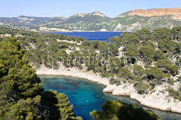 533202 - Pins blancs de Provence (Pinus halepensis) à  la calanque de Port-Pin, parc national des Calanques, France