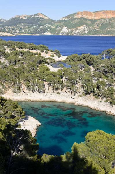 533203 - Pins blancs de Provence (Pinus halepensis) à  la calanque de Port-Pin, parc national des Calanques, France