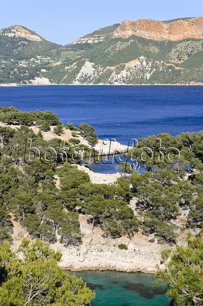 533204 - Pins blancs de Provence (Pinus halepensis) à  la calanque de Port-Pin, parc national des Calanques, France