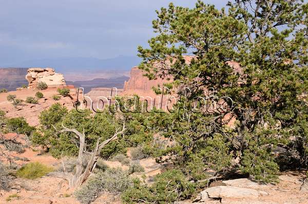 508310 - Pinyon pine (Pinus edulis) and Utah juniper (Juniperus osteosperma), Canyonlands National Park, Utah, USA