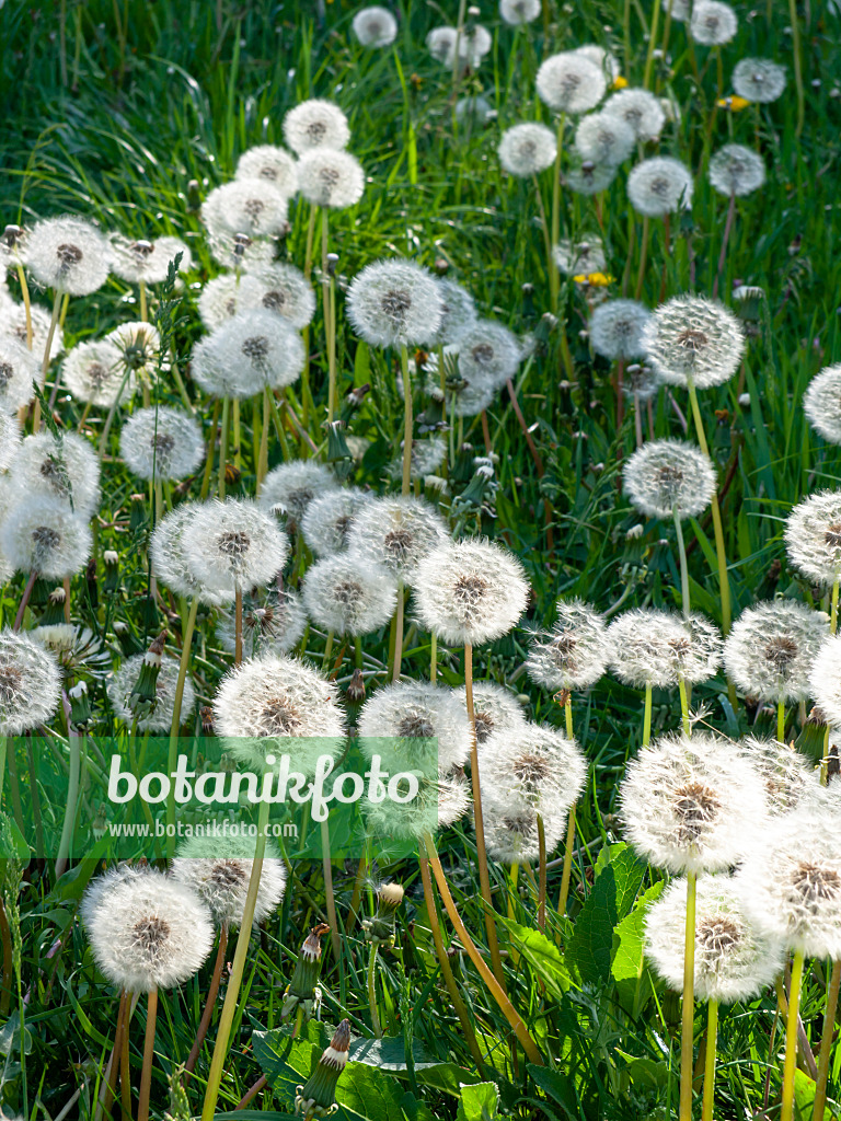 460079 - Pissenlit commun (Taraxacum officinale)