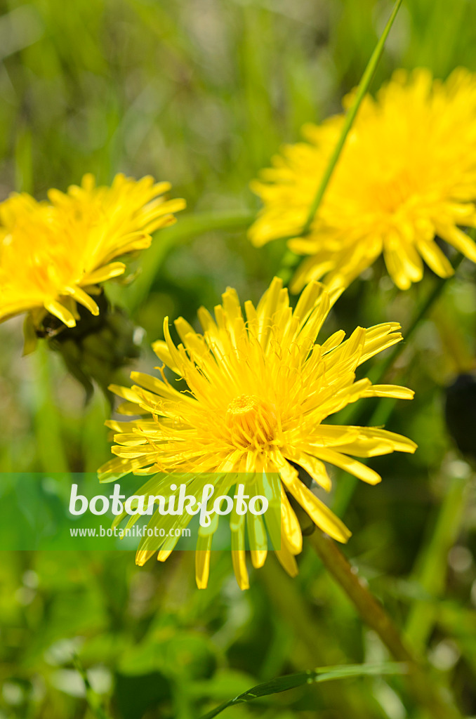 507185 - Pissenlit commun (Taraxacum officinale)