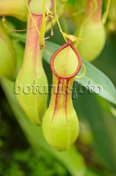 523064 - Pitcher plant (Nepenthes alata)