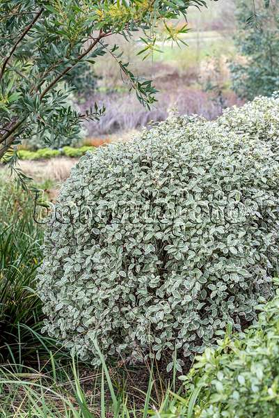 638195 - Pittospore de Nouvelle-Zélande (Pittosporum tenuifolium 'Garnettii')