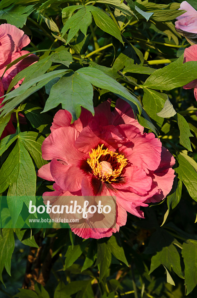 496105 - Pivoine arbustive (Paeonia x lemoinei 'Leda')