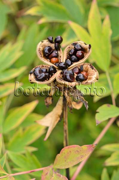535083 - Pivoine arbustive (Paeonia rockii syn. Paeonia suffruticosa subsp. rockii)