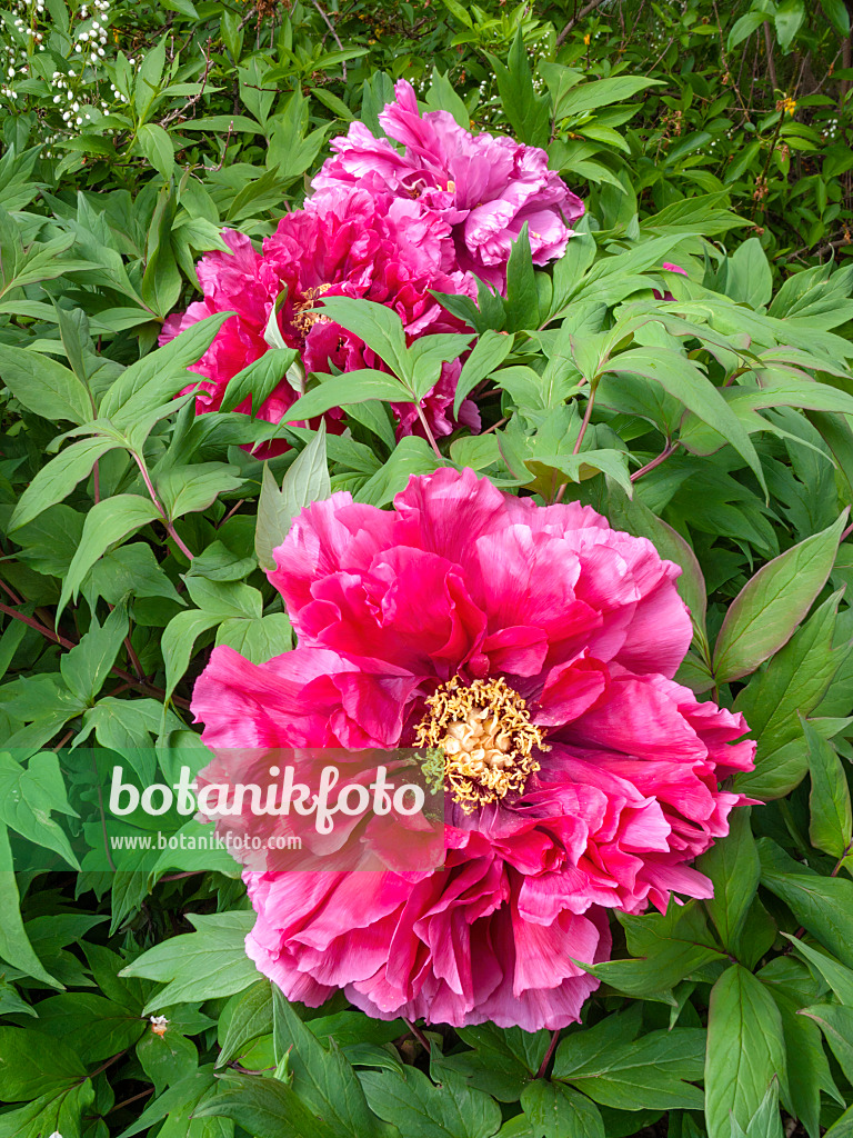 413010 - Pivoine arbustive (Paeonia suffruticosa)