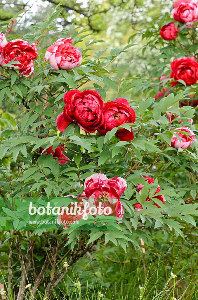 531127 - Pivoine arbustive (Paeonia suffruticosa 'Shimanishiki')