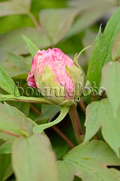 531102 - Pivoine arbustive (Paeonia suffruticosa 'Yaezakura')