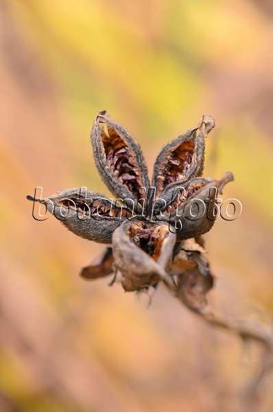 526018 - Pivoine de Chine (Paeonia lactiflora)