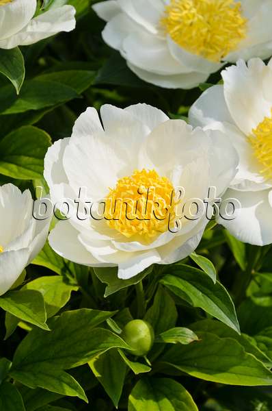 496399 - Pivoine de Chine (Paeonia lactiflora 'Krinkled White')