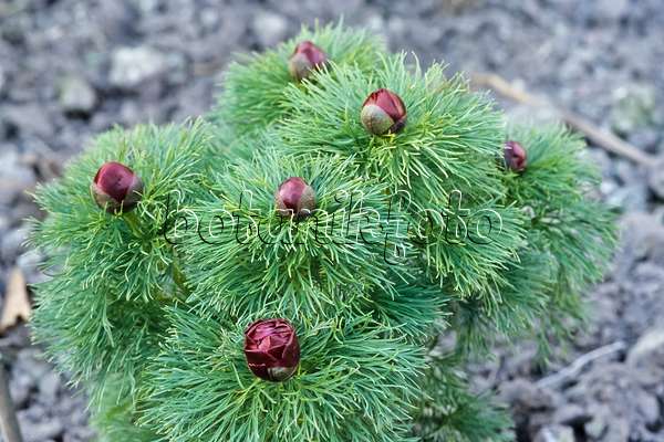 436194 - Pivoine (Paeonia tenuifolia)