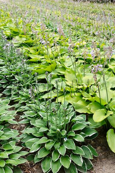 474194 - Plantain lilies (Hosta fortunei 'Francee' and Hosta Sum and Substance)