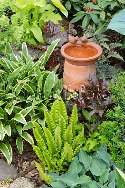 473102 - Plantain lilies (Hosta), hart's tongue fern (Asplenium scolopendrium syn. Phyllitis scolopendrium) and alumroots (Heuchera) with bird bath
