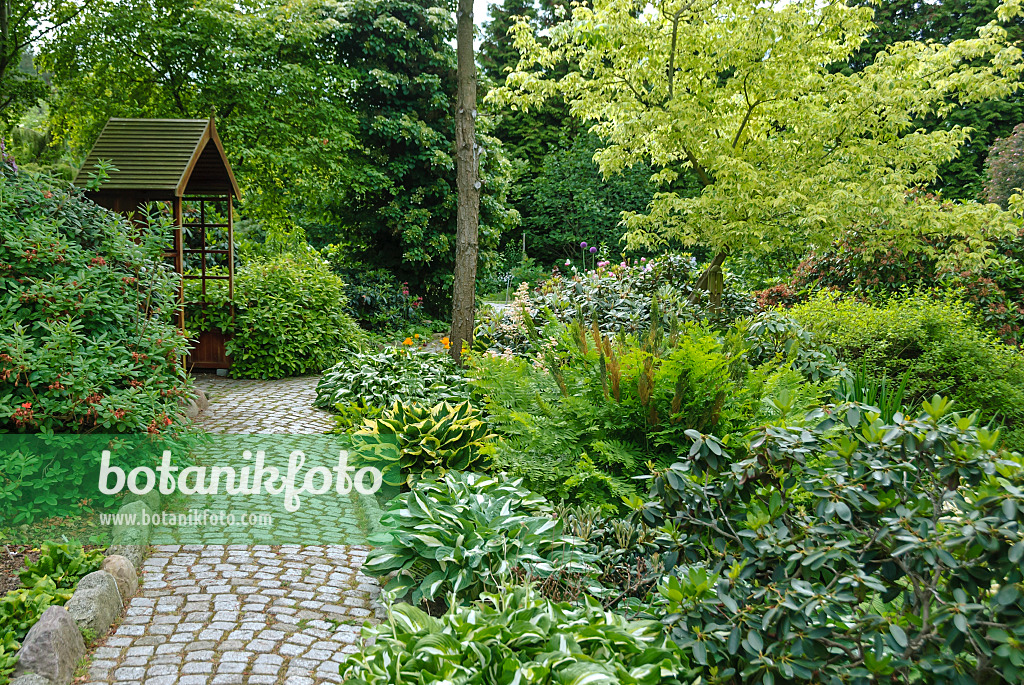 517108 - Plantain lilies (Hosta) and royal fern (Osmunda regalis)