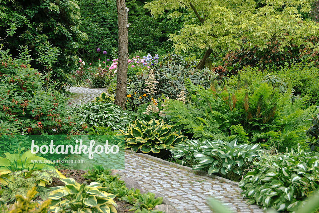 517112 - Plantain lilies (Hosta) and royal fern (Osmunda regalis)