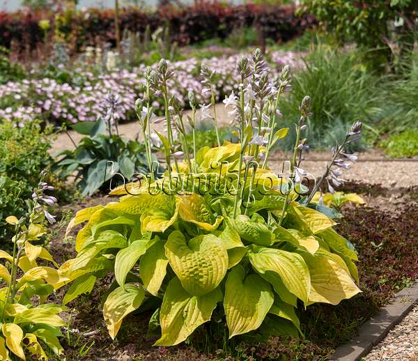 651322 - Plantain lily (Hosta August Moon)