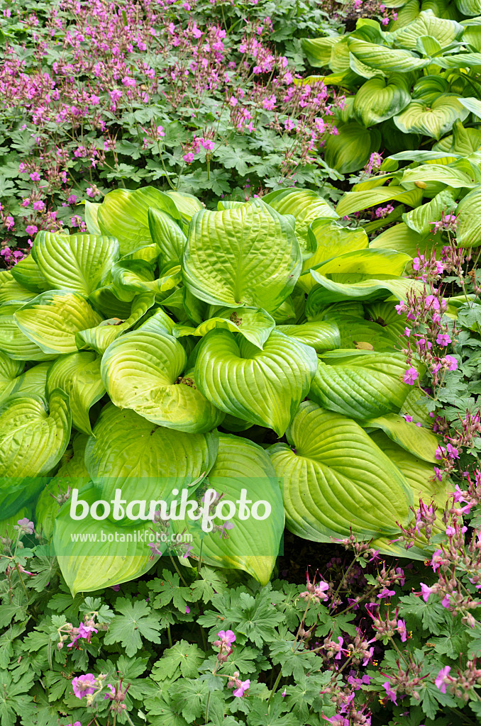 508186 - Plantain lily (Hosta) and bigroot cranesbill (Geranium macrorrhizum)