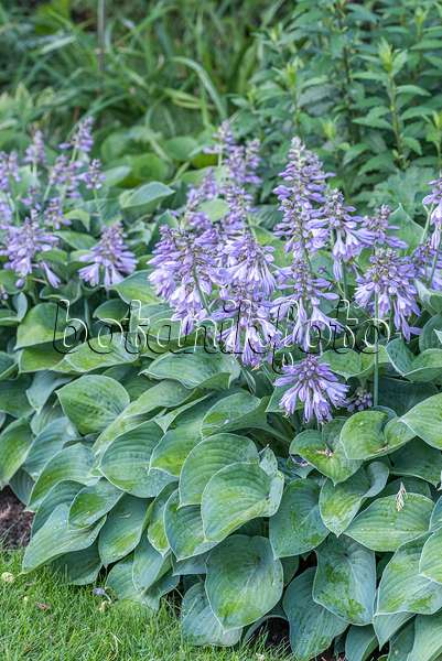 638125 - Plantain lily (Hosta Blue Cadet)