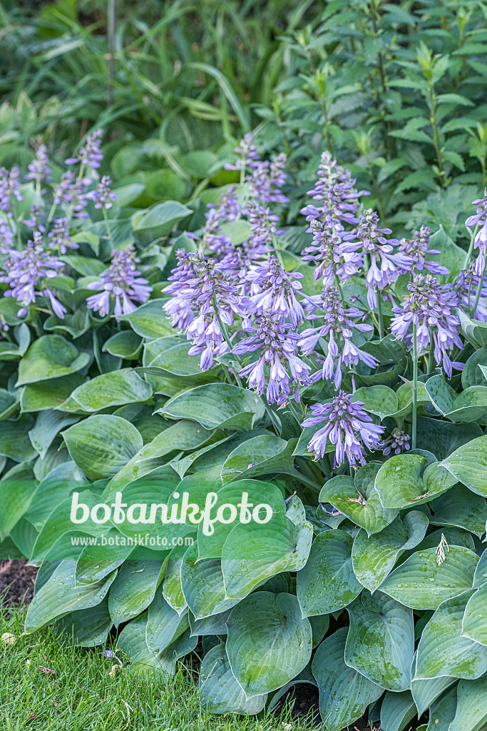 638125 - Plantain lily (Hosta Blue Cadet)