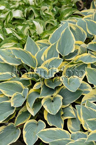 533314 - Plantain lily (Hosta First Frost)