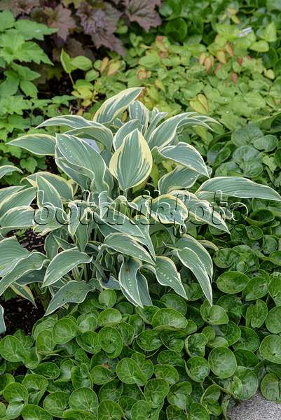 607098 - Plantain lily (Hosta First Frost)