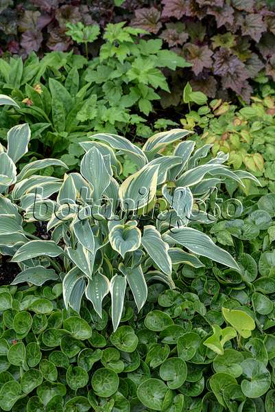 607099 - Plantain lily (Hosta First Frost)