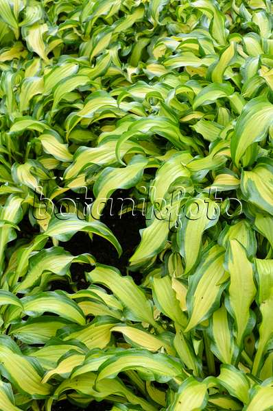 508184 - Plantain lily (Hosta First Mate)