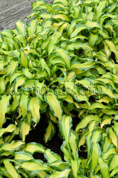 508185 - Plantain lily (Hosta First Mate)