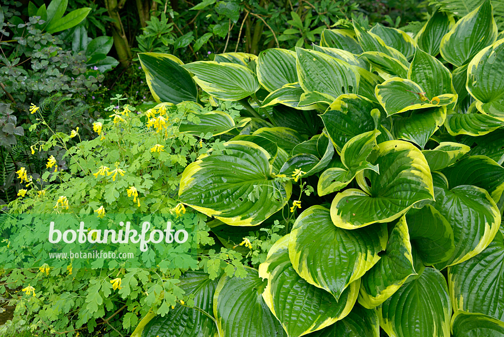 457030 - Plantain lily (Hosta fortunei 'Aureomarginata') and yellow corydalis (Pseudofumaria lutea syn. Corydalis lutea)