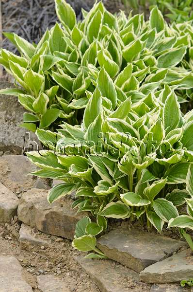 531125 - Plantain lily (Hosta fortunei 'Hyacinthina')
