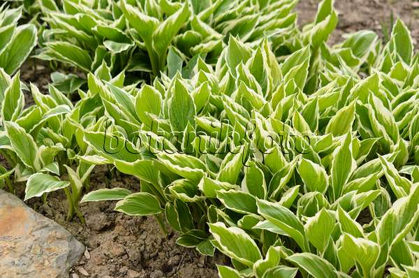 531126 - Plantain lily (Hosta fortunei 'Hyacinthina')