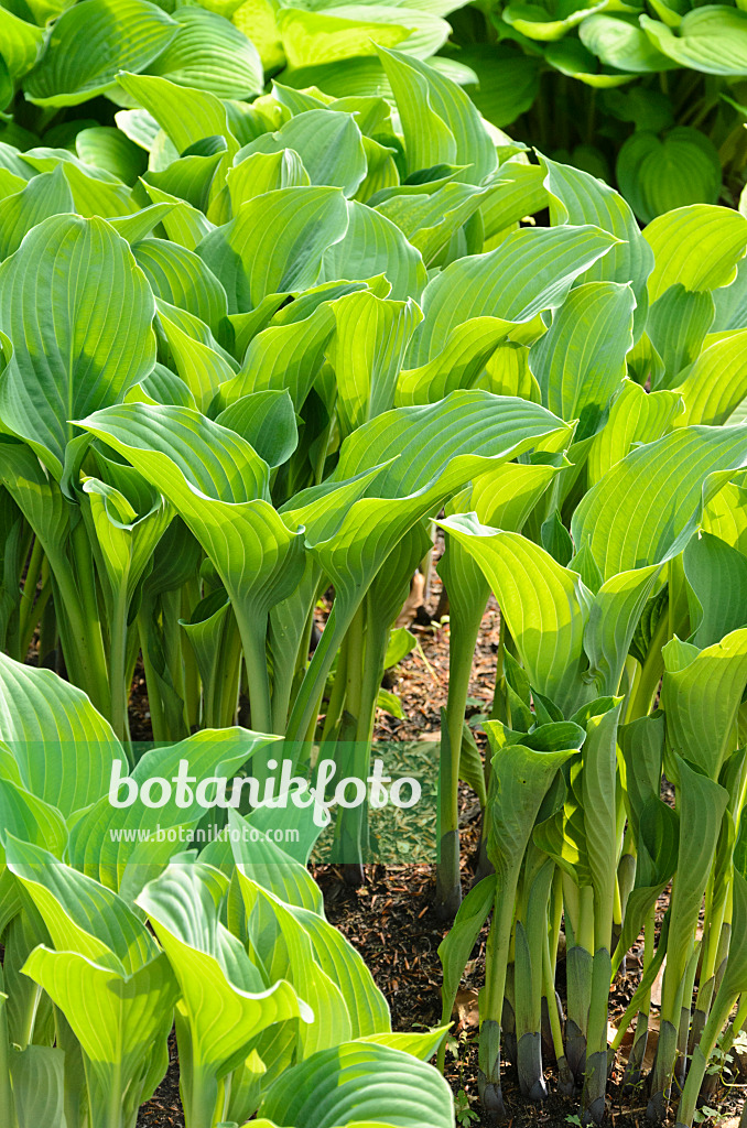 520440 - Plantain lily (Hosta nigrescens 'Krossa Regal')